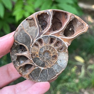 Ammonit Cleoniceras Fossil Crystal Model 4 | Authentic Ammonite Home Decor | Unique Natural Stone Slice Decor Piece