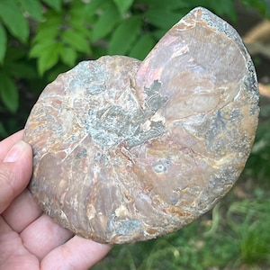 Authentic Ammonite Fossil Crystal - Cleoniceras Model 12 | Unique Home Décor & Natural Art Piece | 13x10x1.8 cm