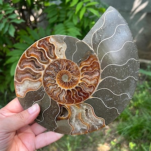 Ammonit Cleoniceras Fossil Crystal | Model 17 - Authentic Decorative Piece for Home Décor and Natural Style Enhancement