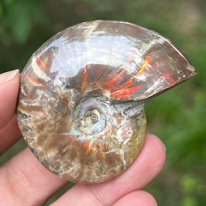 Ammonit Cleoniceras Mini Fossil Crystal | Authentic Ammonite Decorative Piece | Natural History Home Décor