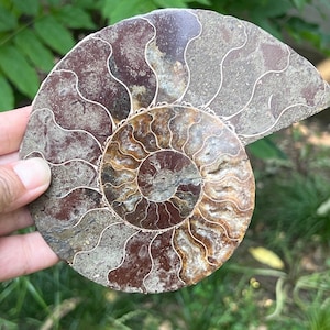 Authentic Ammonite Fossil Crystal - Cleoniceras Model 11, Decorative Slice for Home Decor, Natural Piece with Unique Patterns