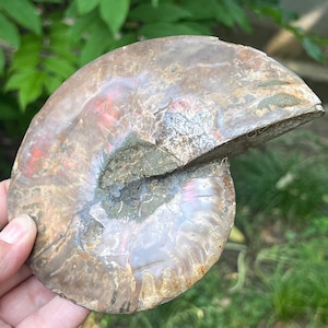 Authentic Ammonite Fossil Crystal | Cleoniceras Model 13 | Unique Home Décor Piece | Stimulate Creativity and Natural Understanding