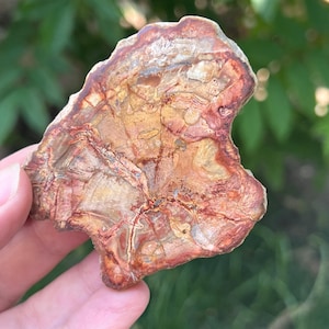 Petrified Wood Slice | Model 8 | Natural Mineralized Stone for Stability and Healing | Unique Decorative Piece