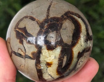 Natuurlijke septariabol | Kristallen exemplaar | 6,7 cm