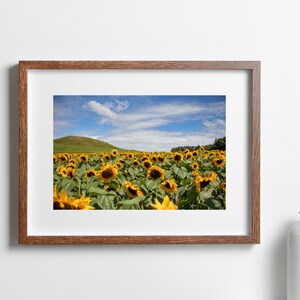 Puede incluir: Una impresión enmarcada que muestra un campo de girasoles bajo un cielo azul con nubes. Los girasoles tienen pétalos de color amarillo brillante y centros oscuros. El marco es de color marrón cálido.