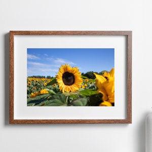 Sunflower in sunflower field, Digital Download, Landscape, Wall Art Print, Sunflower photography