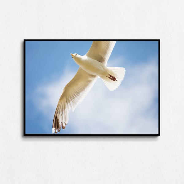 Kunstfotografie Möwe im Flug über der Nordseeinsel Amrum - als Poster, Leinwand, Acrylglas, mit und ohne Rahmen, verschiedene Größen