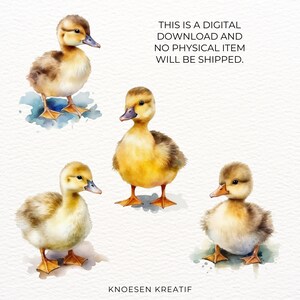 May include: Four watercolor illustrations of yellow ducklings. The ducklings are depicted in various poses, with fluffy feathers and bright yellow beaks. The illustrations are set against a white background.