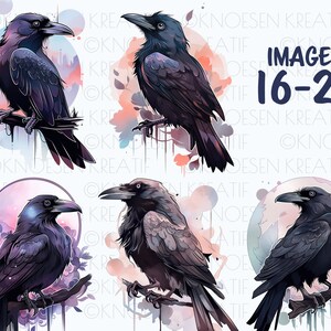 Sublimation crow and raven, Mystical bird illustrations