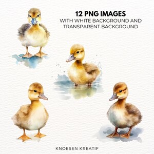 May include: Four watercolor illustrations of ducklings. Two ducklings are standing on a white background, and two ducklings are swimming in a blue pool of water. The ducklings are yellow and brown with black eyes and beaks.