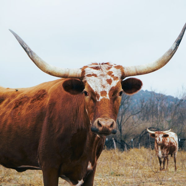 Longhorn cow, longhorn bull, Portrait of a cow, cute longhorn digital, digital longhorn picture