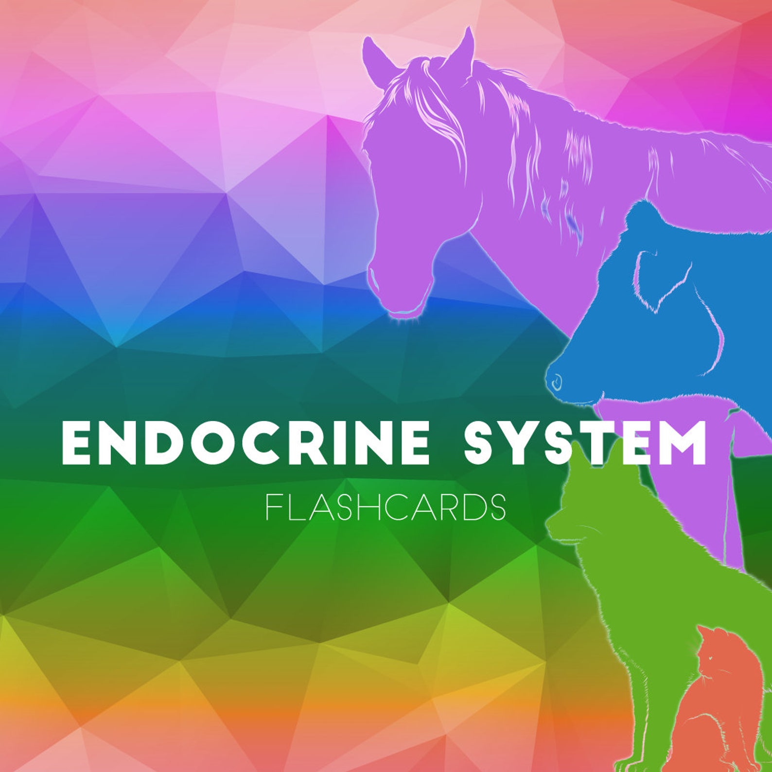 Veterinary School and NAVLE Flashcard Deck for Anki Endocrine System Etsy