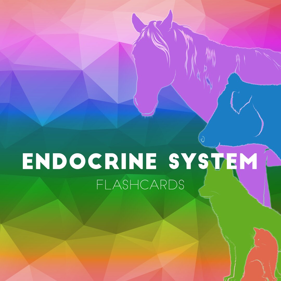 Veterinary School and NAVLE Flashcard Deck for Anki Endocrine System Etsy