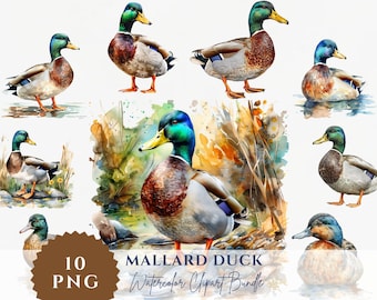 Watercolor Mallard Duck Clipart Bundle (PNG Digital Download)