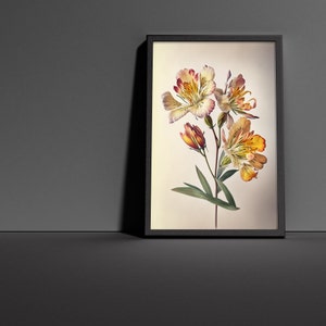 Beautiful Alstroemeria Flower Poster - High Quality Print for Home Decor