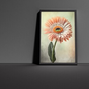 Beautiful Gerbera Daisy Poster - High Quality Print for Home Decor