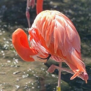 Rosa Flamingos