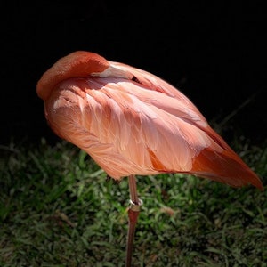 Ruhender Pink Flamingo