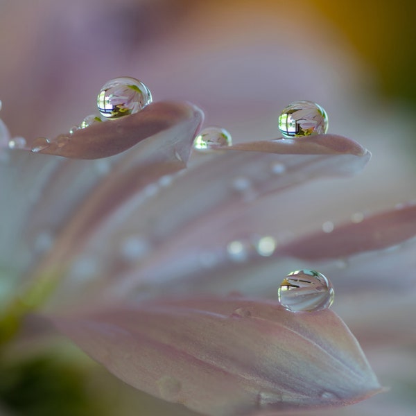 Dew Drops on a Pink Gerbera Photograph, Digital Download, Floral Art, Macro Photography, Fine Art Photography, Wall Art, Unique Macro Photo