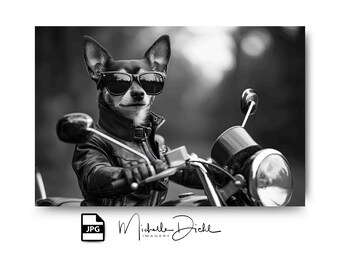 Cool Miniature Pinscher Riding a Motorcycle Digital Print for Dog and Motorcycle Lovers, Unique Wall Decor