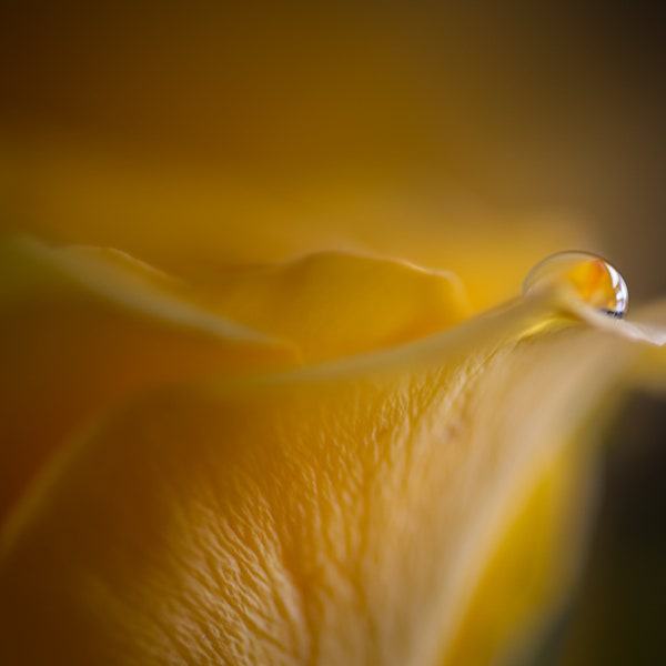 Dew Drop on Yellow Rose Photograph, Digital Download, Floral Art, Macro Photography, Fine Art Photography, Wall Art, Unique Macro Photo