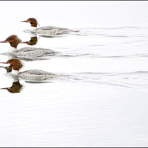 Mergansers: Synchronized Swimming