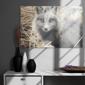 Alaskan Fox Metal print