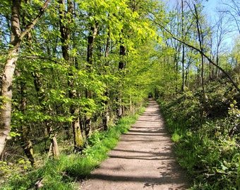 Puede incluir: Un camino de tierra serpentea a través de un exuberante bosque verde, con la luz del sol filtrándose a través de los árboles y proyectando largas sombras en el suelo.
