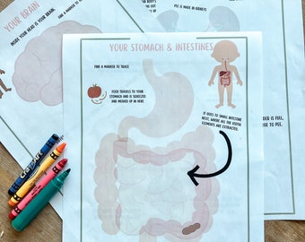 Human Body Study Anatomy hands-on activity Kindergarten & Preschoolers - Homeschool Resources, Toddler Activities and Learning Printables