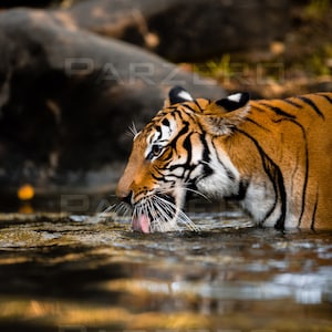 Könnte beinhalten: Nahaufnahme eines Tigers, der aus einem Bach trinkt. Die orangefarbenen und schwarzen Streifen des Tigers sind sichtbar, ebenso wie seine langen Schnurrhaare. Das Wasser ist klar und reflektiert das Sonnenlicht.