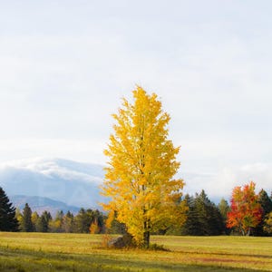 Yellow Tree in the Adirondacks NY Bundle Digital Wall Download