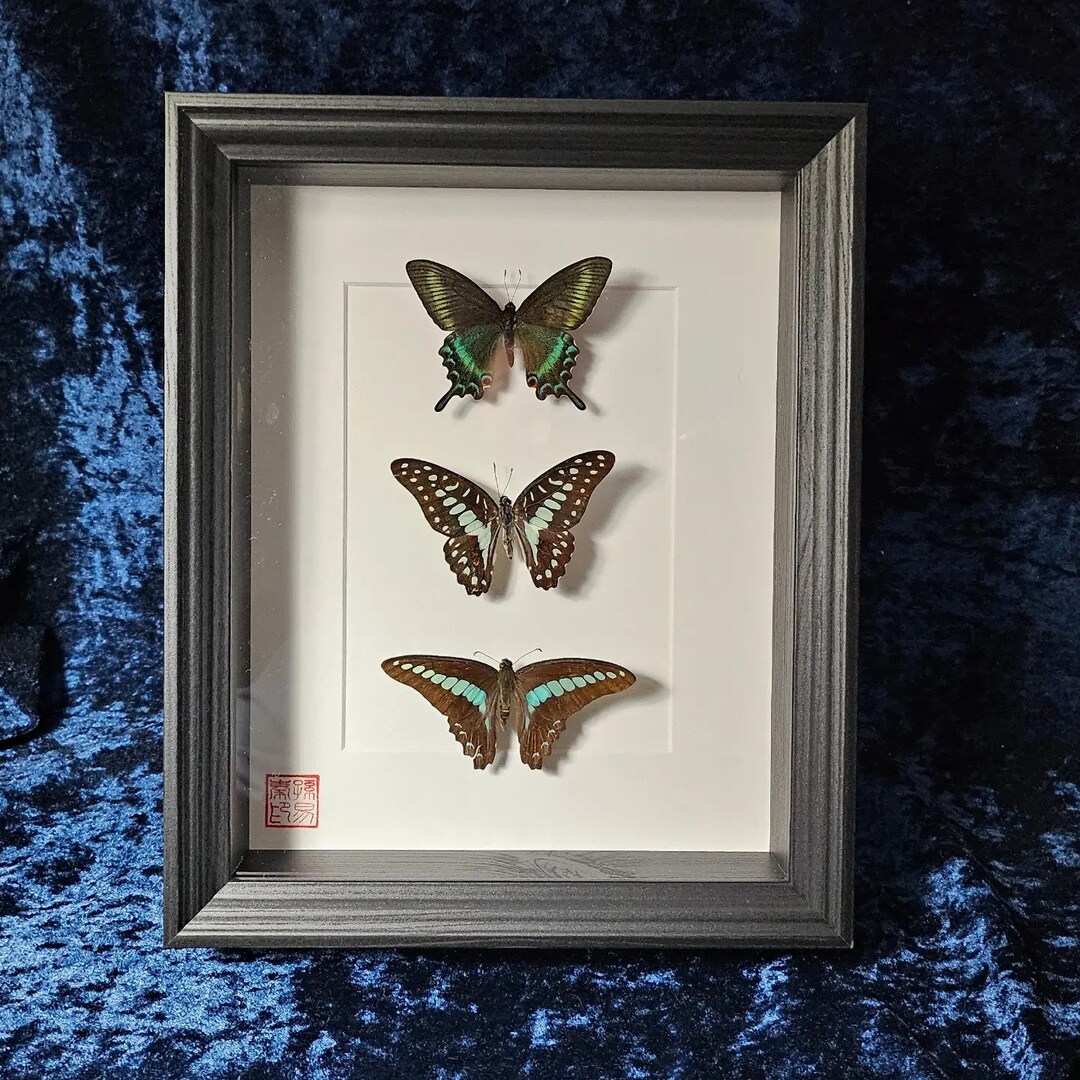 Butterfly Frame, Taxidermy, Wall Mount - Etsy