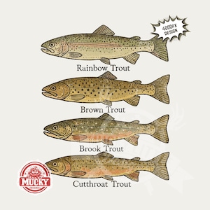 Trout fishing png | Rainbow Trout, brown trout, brook trout Cutthroat trout Fly fishing Filed Guide designs 300dpi image print file