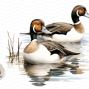 Pintail Ducks Watercolor PNG: Lake Scene, Transparent Background (Digital Print File)