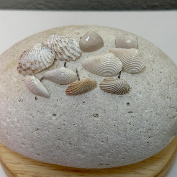 Mini Seashell Earrings, Shell Jewelry, Natural Sea Shell Earring, Boho Jewelry, Beach Gift, Ocean Jewelry, Minimalist Jewelry, Beach Earring