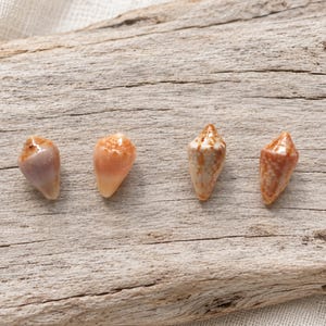 May include: Four small, conical sea shells arranged in a row. The first shell is a pale lavender, the second is a smooth peach color, and the third and fourth shells feature mottled brown and white patterns with a textured, speckled appearance.