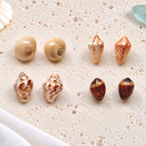 May include: Eight small seashells arranged in pairs, including two smooth beige shells, two speckled orange cone shells, two white shells with brown horizontal stripes, and two dark brown glossy shells with a pointed tip.