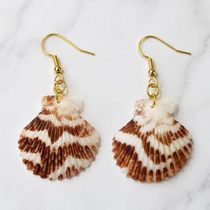 May include: A pair of dangle earrings featuring natural scallop shells with brown and white radial patterns. Each shell is suspended from a gold-toned metal fishhook ear wire, connected by a small gold-toned jump ring at the top of the shell.