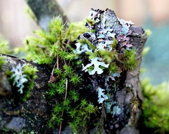 Live Moss & Lichen: Fairy Garden, Terrarium, Vivarium Decor