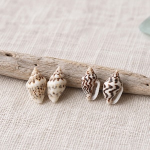 Tiny Nassa Shell Stud Earrings Set, 2 Pairs Assorted Real Seashell Studs