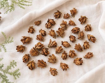 Mini Pine Cones for Crafts, Tiny Douglas Fir Cones, Natural Dried Botanicals, Fall Christmas Wreath & Fairy Garden Supply