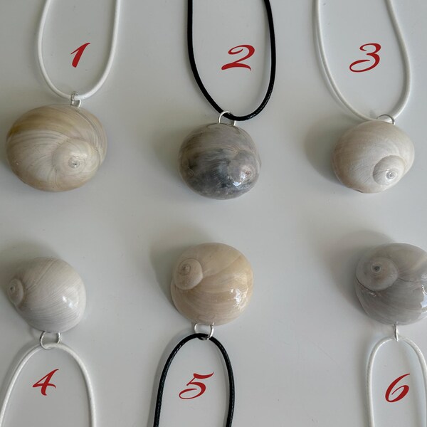 Shark Eye Shell Necklace, Beach Necklace, Moon Snail Necklace, Coastal Jewelry, Seashell Necklace, Natural Jewelry, Handmade Sea Necklace