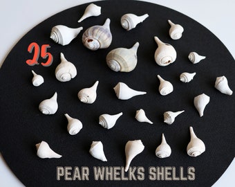 Pear Whelk Shell, 25 Fossil Shells, Antique Fossil, Florida Shells, Seashells For Crafts, Beach Seashell, Beach House Decor, Sea Lovers Gift