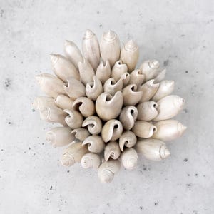 Flower Olive Shell Incense Holder - Elegant White Seashell Decor, Unique Floral Design for Incense, Shell Paperweight or Coastal Decoration