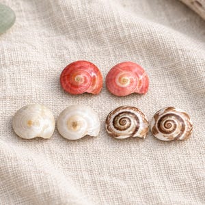 May include: Six small, round, spiral-shaped seashells arranged in two rows. The top row features two reddish-pink shells. The bottom row contains two off-white shells and two shells with brown and white spiral patterns on their surfaces.