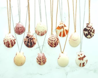 Calico Scallop Shell Necklace: Real Seashell Jewelry, Stainless Steel Chain in Gold and Silver