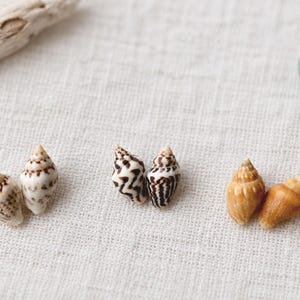 May include: Six small sea shells arranged in three pairs. The first pair is white with brown speckles, the second pair features dark brown zigzag patterns on a white base, and the third pair consists of solid light brown, smooth conical shells.