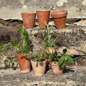 Peut inclure: Plusieurs pots de fleurs en terre cuite, certains contenant de petites plantes au feuillage vert. Les pots sont de tailles et de formes différentes, avec une apparence vieillie. L'ensemble est posé sur une surface en pierre, suggérant un cadre extérieur.
