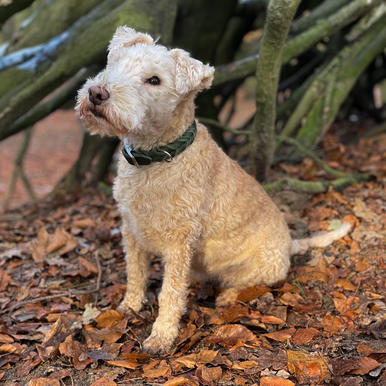 Halsband Bailey in verschiedenen Breiten und Farben teilgeflochten aus Fettleder Bild 8