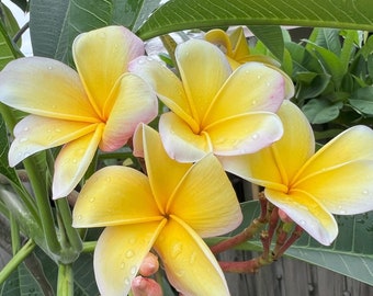 plumeria ページ Plumeria Cutting 8-14